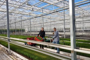 Sea asparagus: Superfood from Osterweddingen