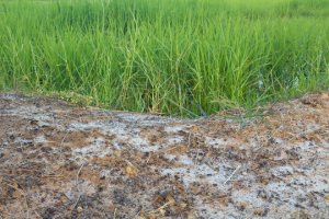 Sustainable agricultural development under saline conditions and climate change impact