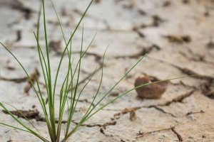 "DESalt", Dutch-Egyptian cooperation in farming and water management under degraded and saline conditions