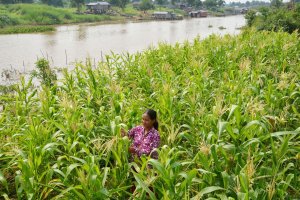 CGIAR- Asian Mega-Deltas