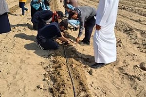 Quick Scan - Possibilities for Saline Agriculture in Cuba