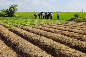 Saline Agriculture in Mekong Delta, Vietnam