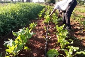 Introduction of saline agriculture in Kenya  -with a focus on capacity building and socio-economic evaluation