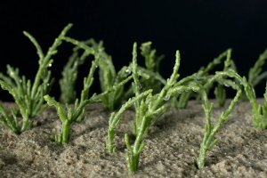 HaFF – Halophytes and other macrophytes for filtration of nutrient-loaded wastewater and surface water in outdoor culture