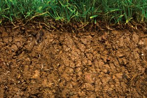 Argentine Soil Science Association