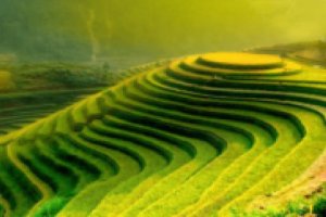 Coalition for African Rice Development (CARD), Rice for Africa