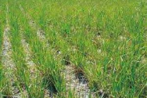 Strengthening education on climate smart and saline agriculture by training teachers to enhance food security