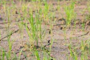 Saline farming assessment mission