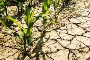 Drought- and Salt-Tolerant Plants of the Mediterranean and Their Diverse Applications: The Case of Crete