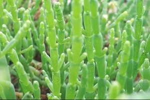 Salty Saline Agriculture