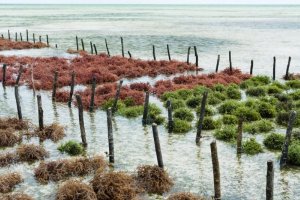 Global Surface Water Explorer