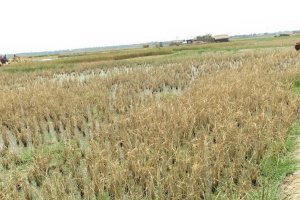 Stress-Tolerant Rice for Africa and South Asia