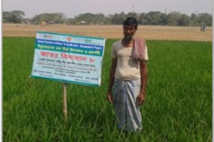 Cereal Systems Initiative for South Asia