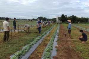 Aquifer storage and recovery systems in the Mekong Delta 