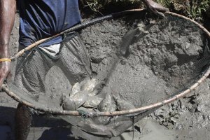 Opportunities for Brackish and Saline Aquaculture in Pakistan