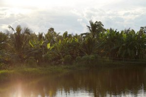 Farmer Options for Crops under Saline Conditions in the Mekong River Delta