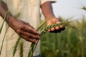Incorporating Salt-tolerant Wheat and Pulses into Smallholder Farming Systems in Southern Bangladesh￼￼