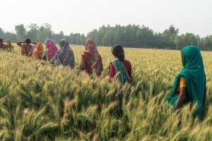 Cropping System Intensification in the Salt-affected Coastal zones of Bangladesh and India