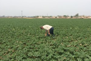 Salt Tolerant Potato to Feed the World