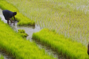 Coalition for African Rice Development