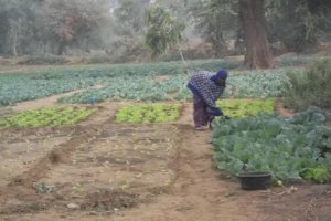 Improving Crop and Seed Production Systems under Sustainable Water Management in Sub-Saharan Africa