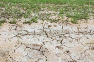 Putting Saline Agriculture into Practice