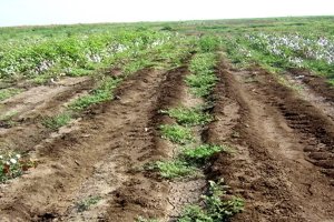 Rehabilitation and Management of Salt-affected Soils to Improve Agricultural Productivity