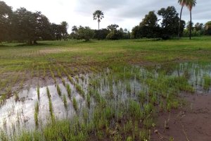 Contribution to the Restoration of Land Affected by Salinization for Sustainable Agriculture