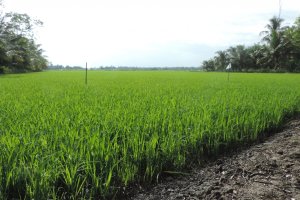 Mitigating Groundwater Salinity for Improved Water Security in Coastal Areas