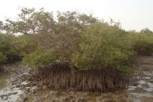 Somalia Water and Land Information Management