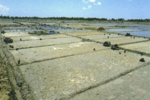 Asian Food & Agriculture Cooperation Initiative