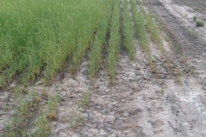 Quick scan salinity in the Kingdom of Saudi Arabia -and the potential of using saline resources to increase vegetation cover