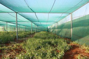 International Center for Agricultural Research in the Dry Areas