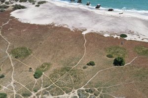 Integrated Saline Agriculture and Dryland Agroforestry