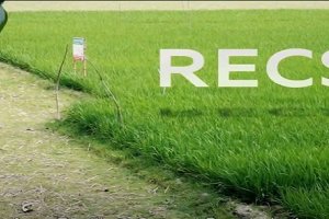 Climate Smart Agriculture for a Resilient Coastal Bangladesh