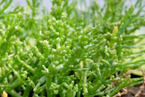 Halophytes: Sustainable urban vegetable production for the future