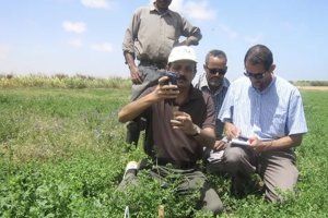 Foum El Oued-Laayoune Project: Improvement of Forage Production System on Salt-Affected Farms