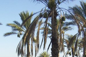 Improving Soil Fertility in Arid and Semi-arid Regions using Local Organic Date Palm Residues