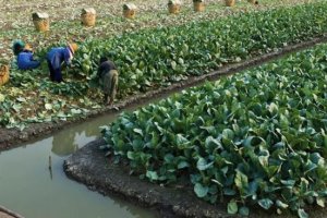 Working Group On Use Of Non-Conventional Water Resources For Irrigation