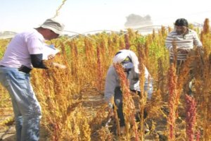 Plant Genetic Resources for Marginal Environments: Identification, Multiplication and Dissemination