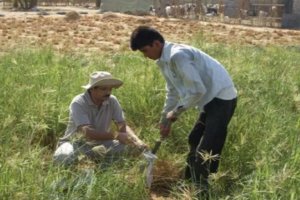 Reclamation of Degraded Agricultural Farms in Abu Dhabi Emirate