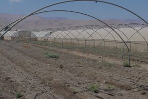 Scientific Study: Using AQUA4D® treated brackish water on bell pepper crops in the Lower Jordan Valley