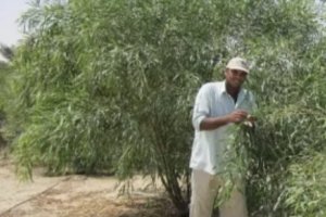 Alternative Production Systems, Technology Transfer and Capacity Building