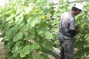 Unlocking the potential of Protected Agriculture in the GCC countries: cutting water consumption while supporting improved nutrition and food security