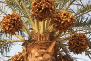 Investigation of Elite Date Palm for Salt Tolerance