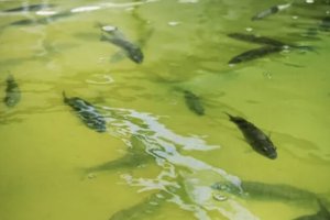 Integrated Agri-Aquaculture for Enhanced Food and Water Security