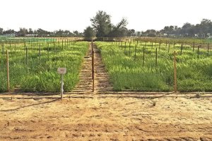 Genetic studies of salinity tolerance in barley in field conditions