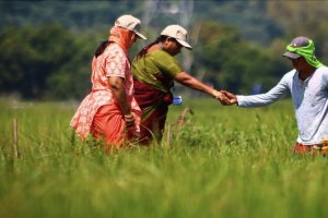 International Rice Research Institute