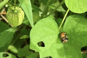 Impactcluster Horti Senegal