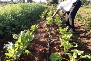 Introduction of Saline Agriculture in Kenya with a Focus on Capacity Building